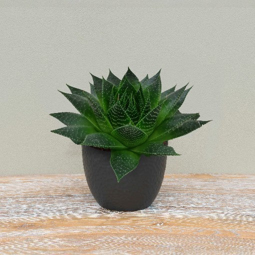 Aloe Ami 100mm