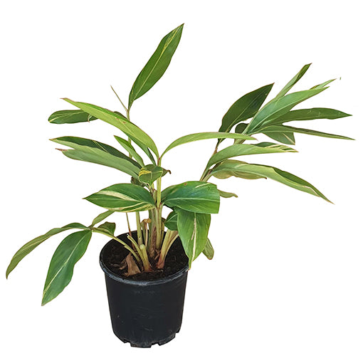 Alpinia Zerumbet Variegata 250mm