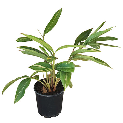 Alpinia Zerumbet Variegata 250mm