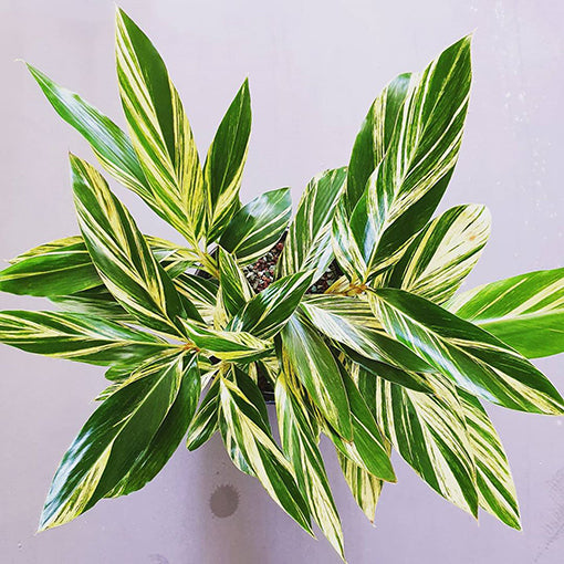 Alpinia Zerumbet Variegata 250mm