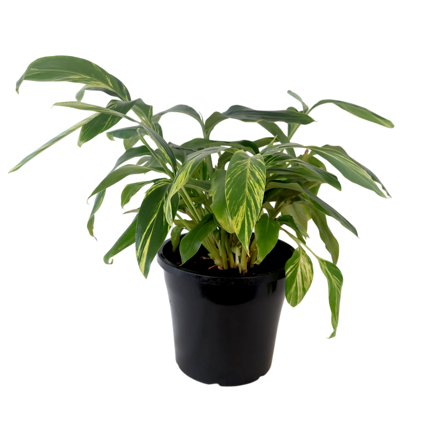 Alpinia Zerumbet Variegata 250mm