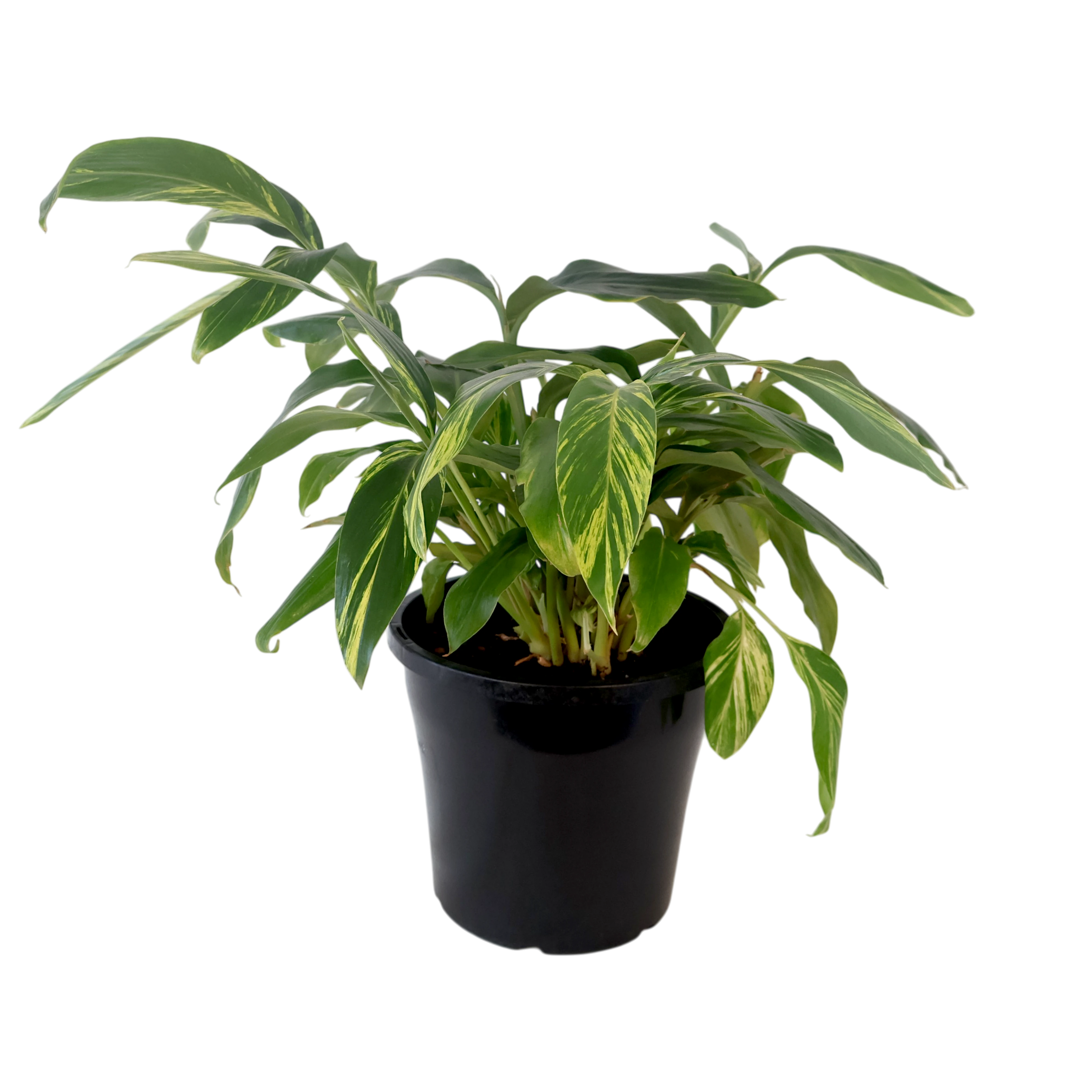Alpinia Zerumbet Variegata 250mm