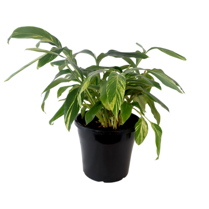 Alpinia Zerumbet Variegata 250mm