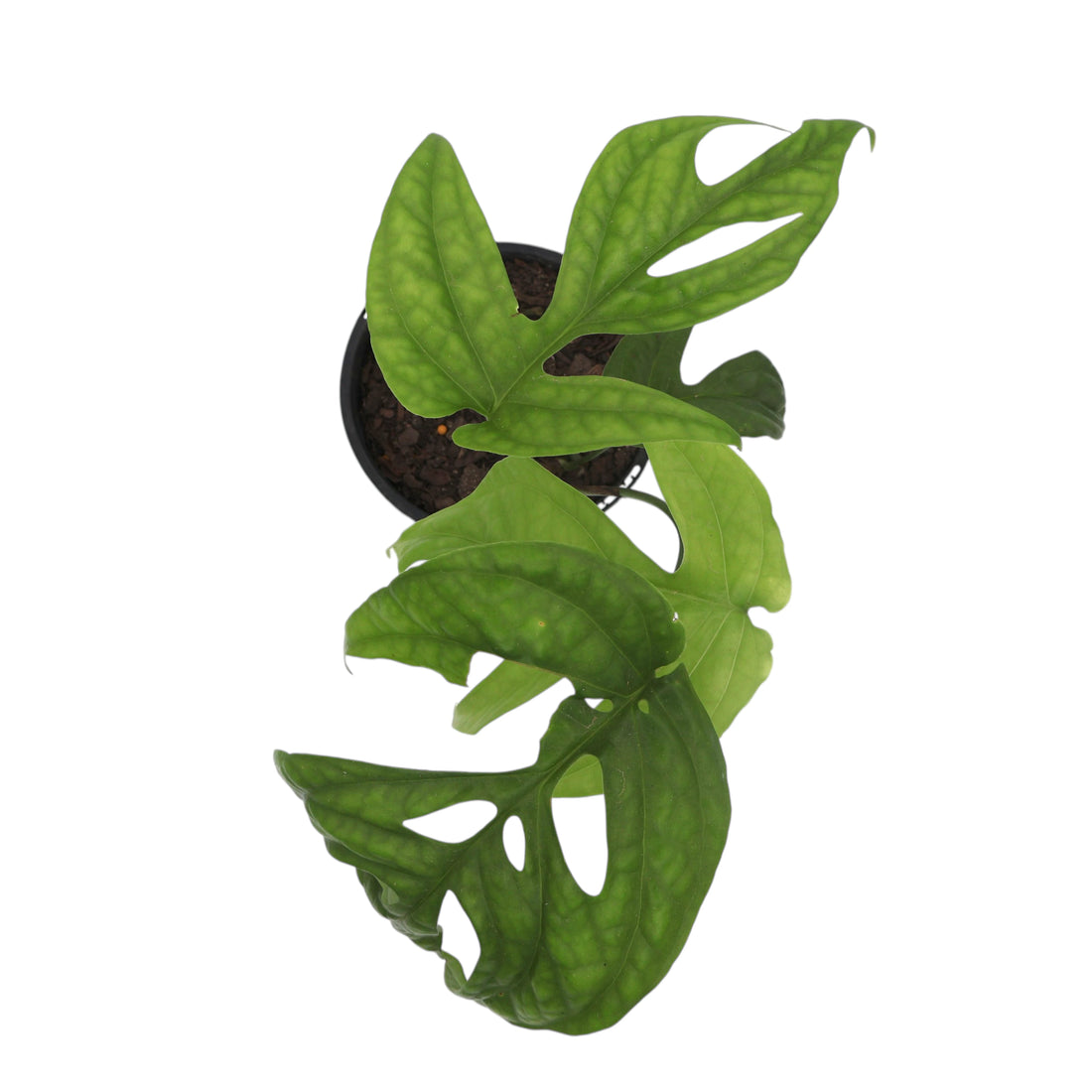 Amydrium Medium - Spiderman Monstera 120mm