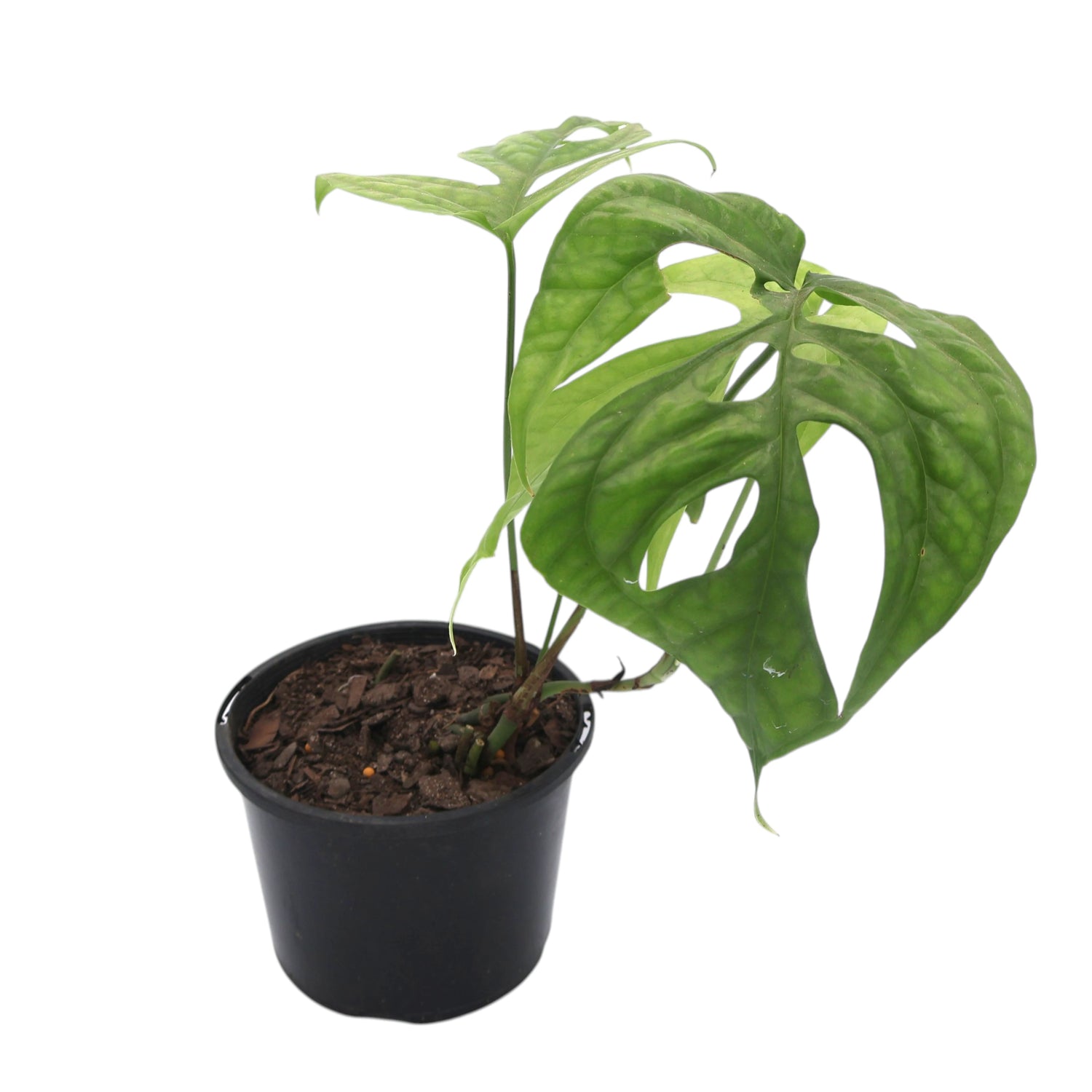 Amydrium Medium - Spiderman Monstera 120mm