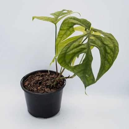 Amydrium Medium - Spiderman Monstera 120mm