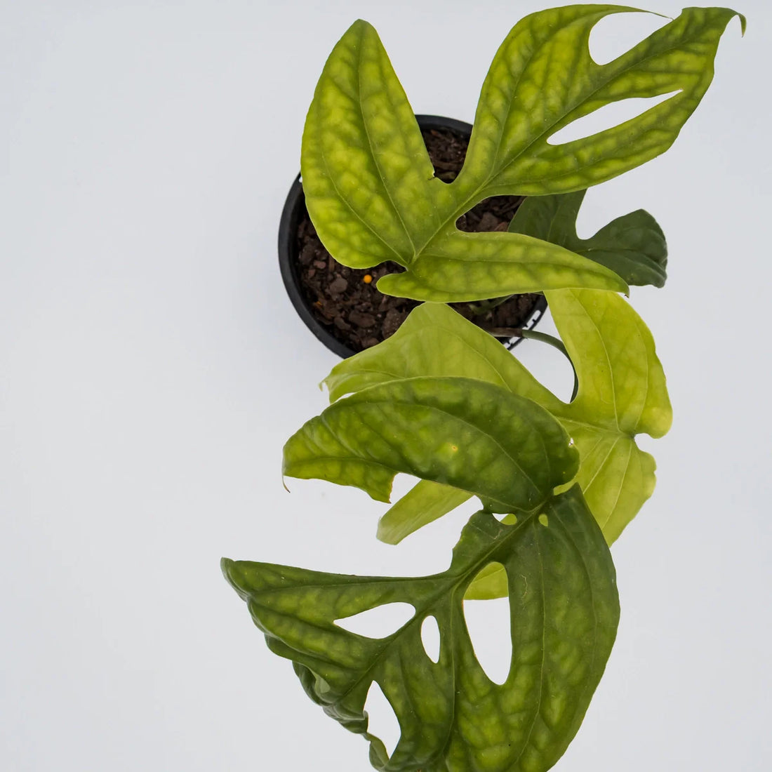 Amydrium Medium - Spiderman Monstera 120mm