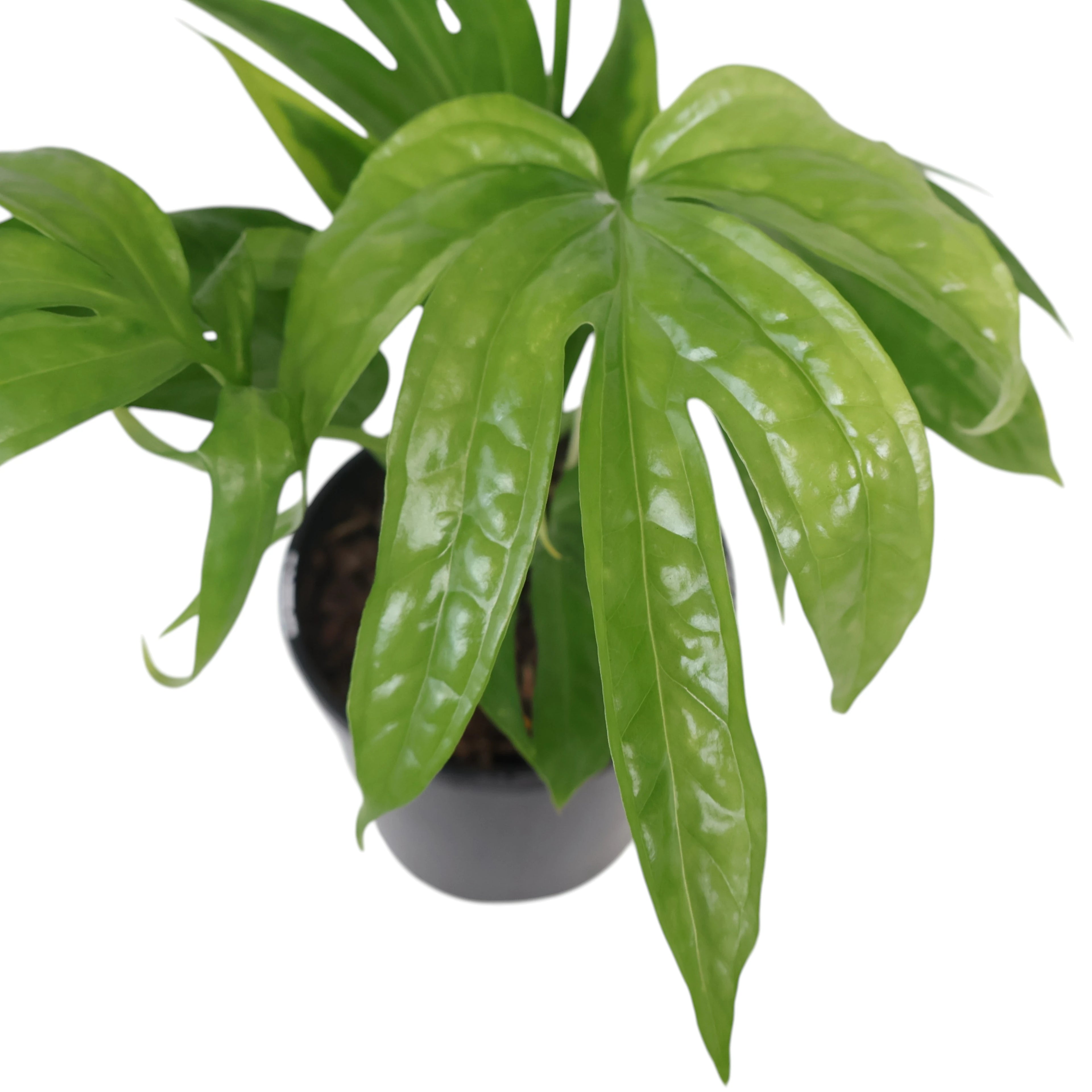 Amydrium Medium - Spiderman Monstera 125mm