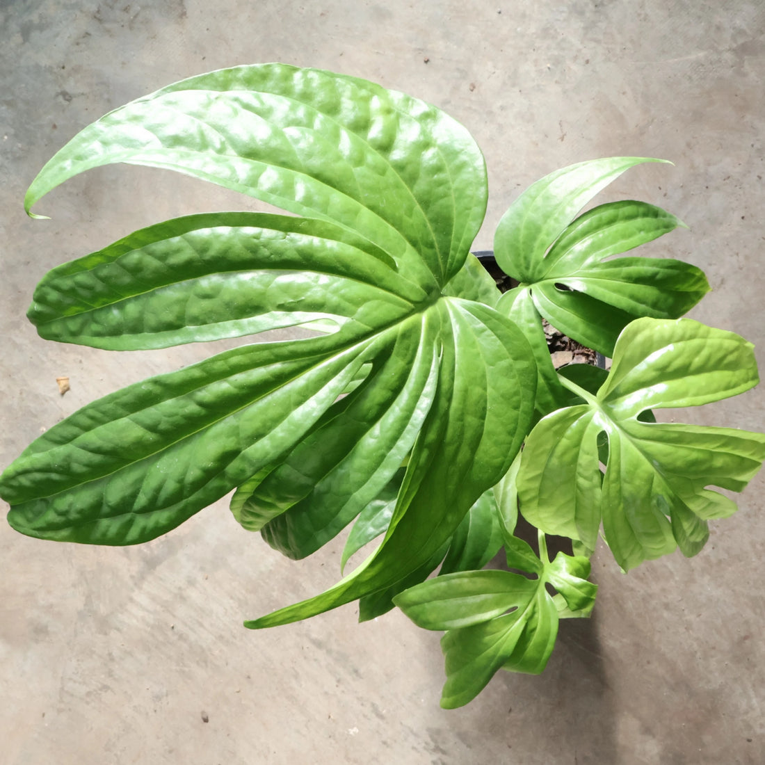 Amydrium Medium - Spiderman Monstera 125mm