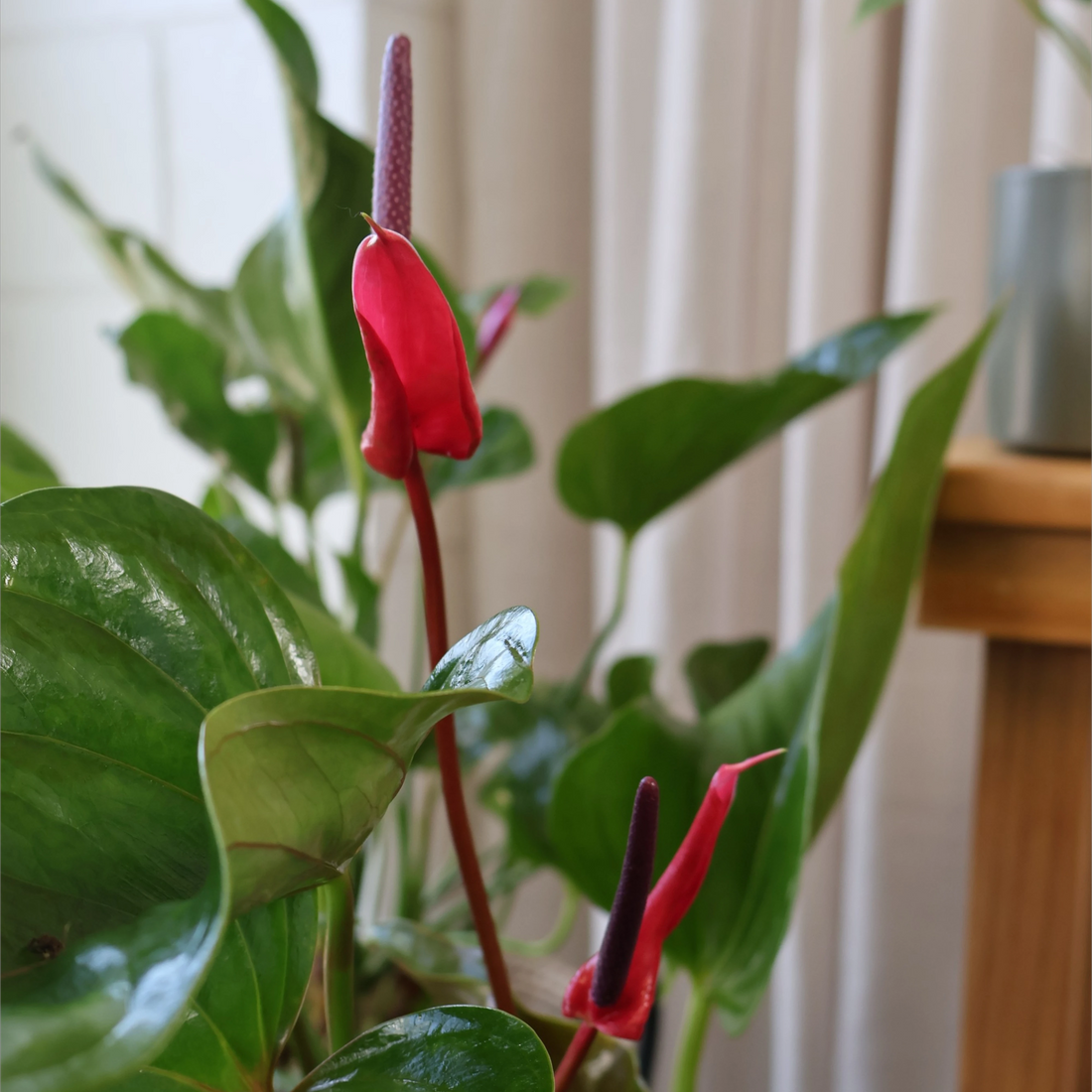 Anthurium Alexia Allure 250mm