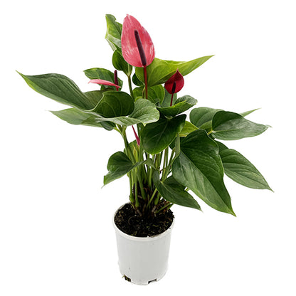 Anthurium Alexia Allure 180mm