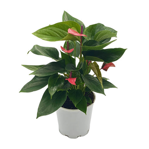 Anthurium Alexia Allure 250mm