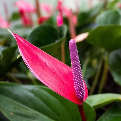Anthurium Alexia Allure 90mm