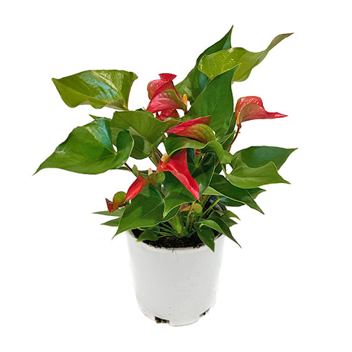 Anthurium Dynamite Red 140mm