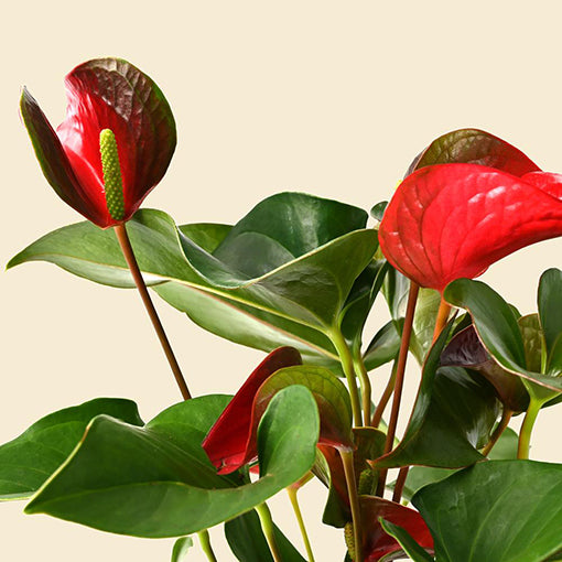 Anthurium Dynamite Red 140mm