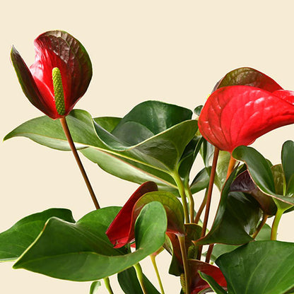 Anthurium Dynamite Red 140mm