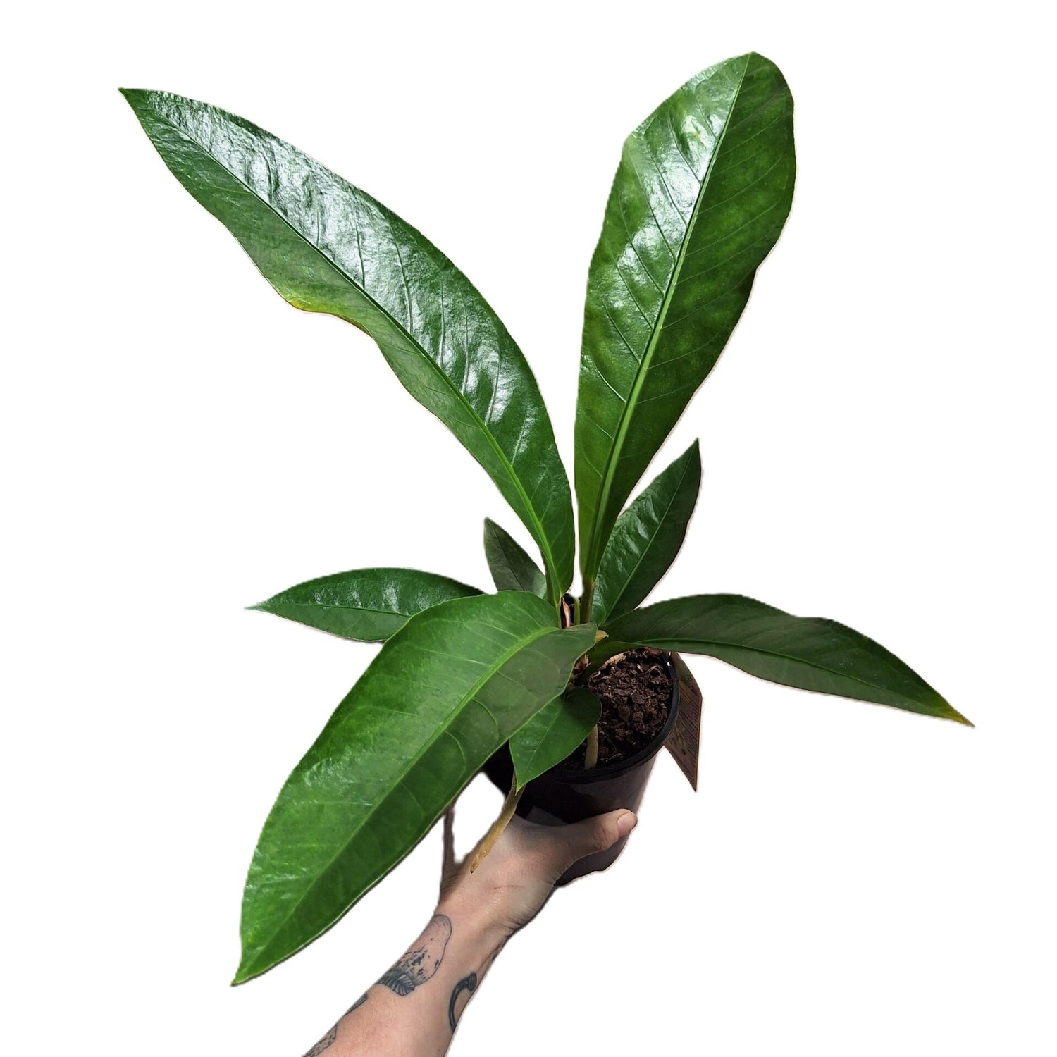 Anthurium Hookeri 140mm