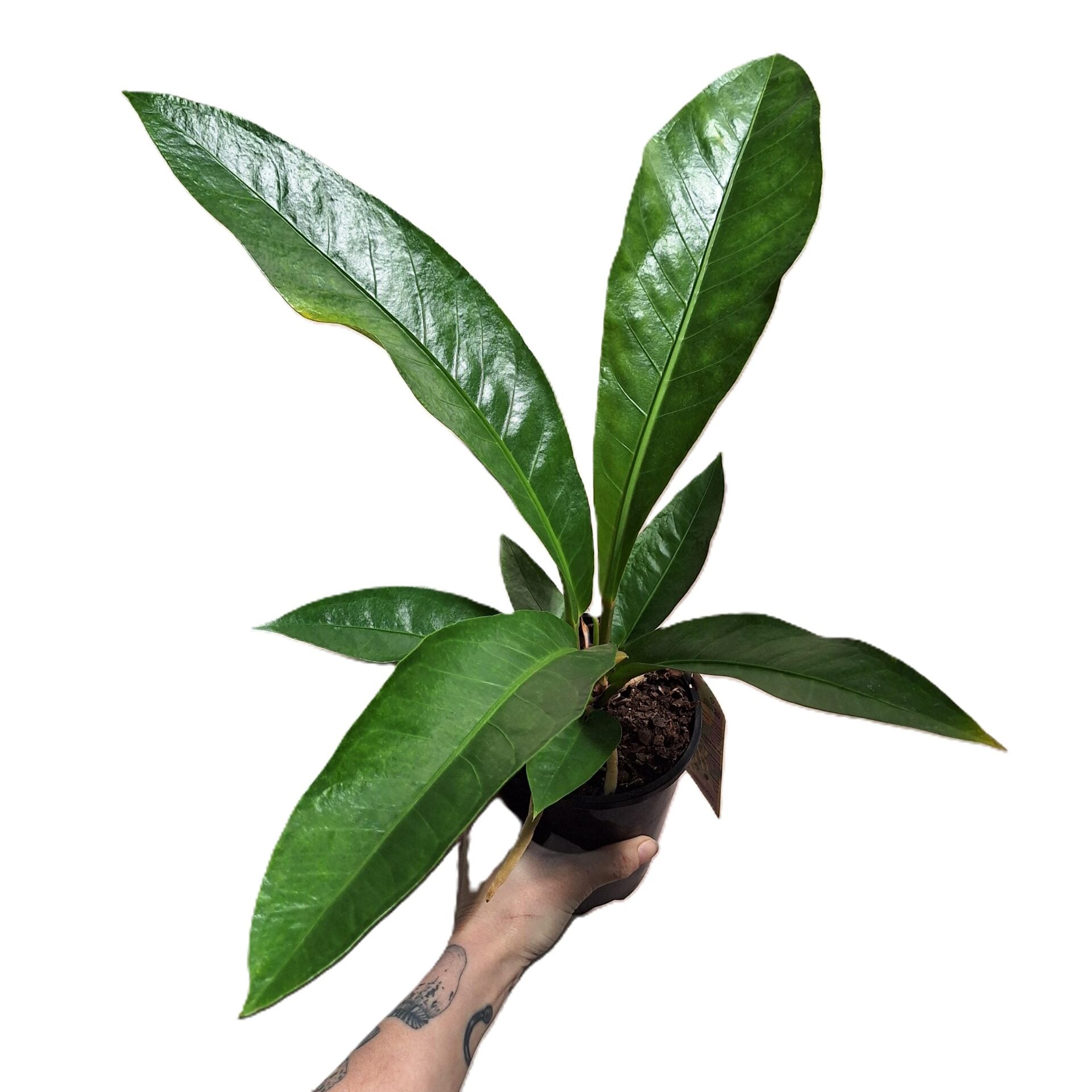 Anthurium Hookeri 140mm