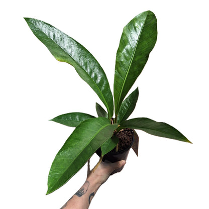 Anthurium Hookeri 140mm