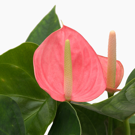 Anthurium Assorted 90mm