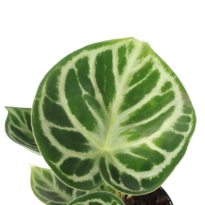 Anthurium Crystallinium Dorayaki 125mm