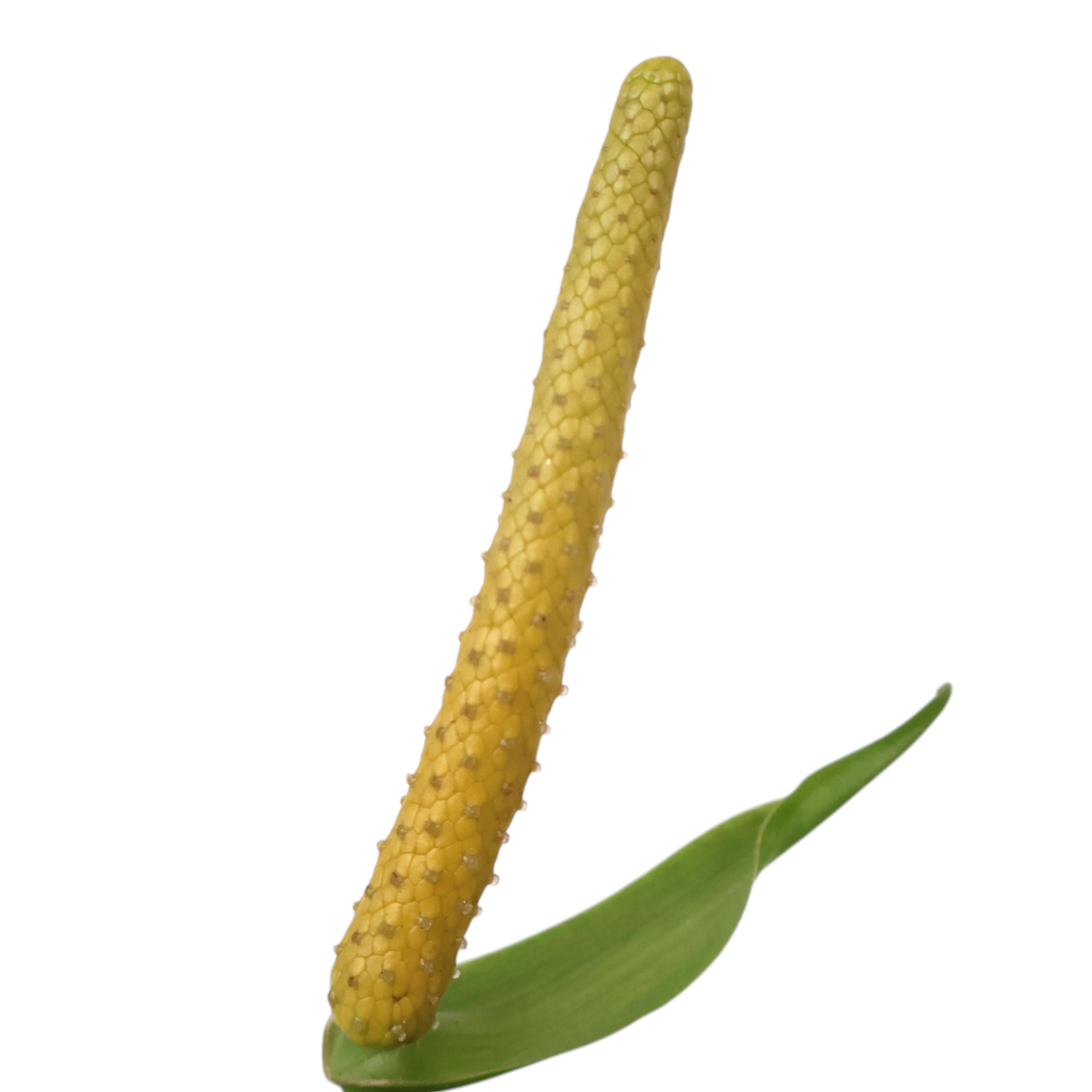 Anthurium Crystallinium Dorayaki 125mm