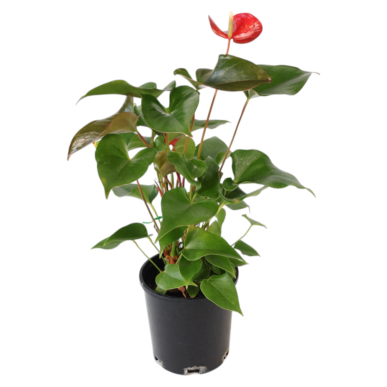 Anthurium Dynamite Red 140mm