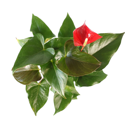 Anthurium Dynamite Red 140mm
