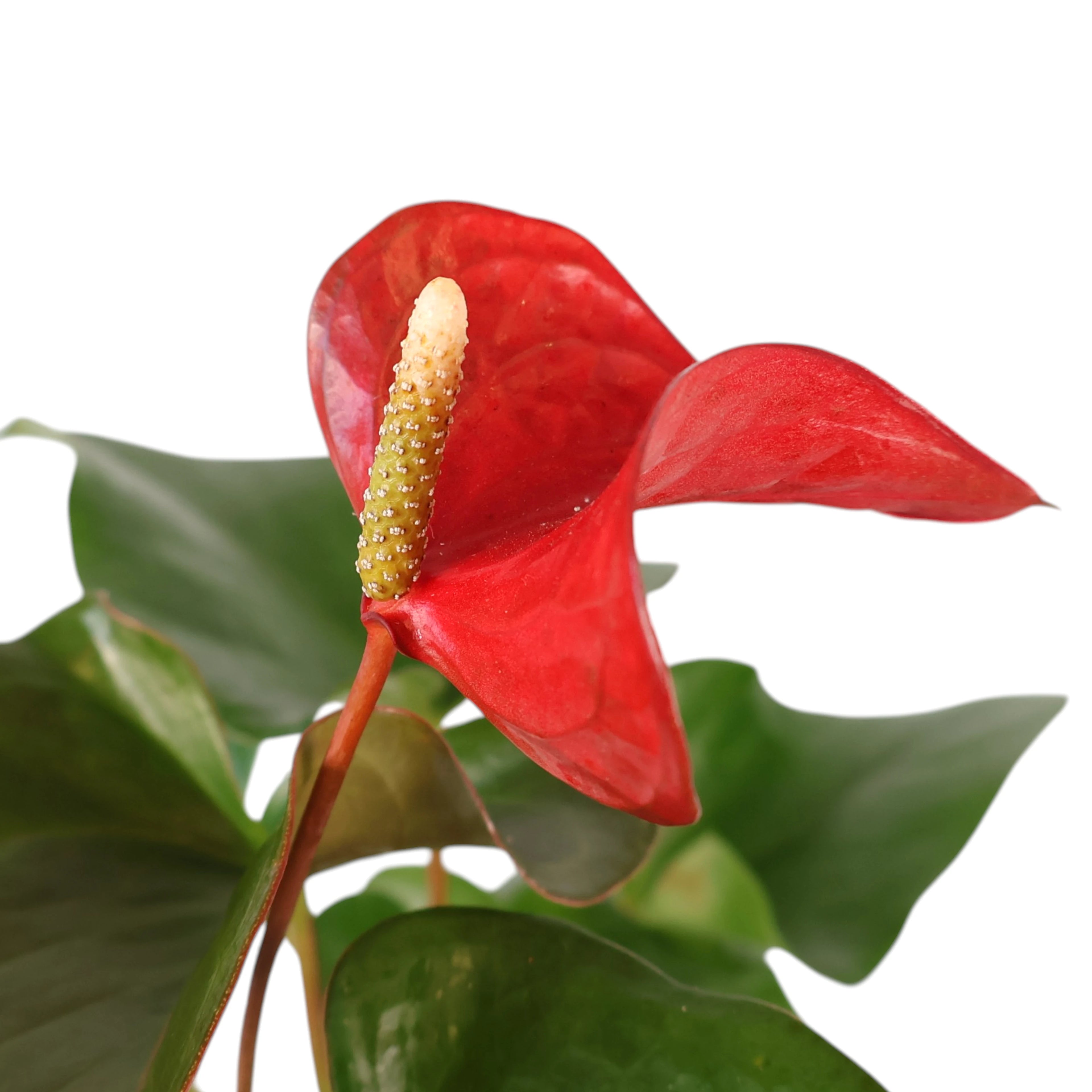 Anthurium Dynamite Red 140mm