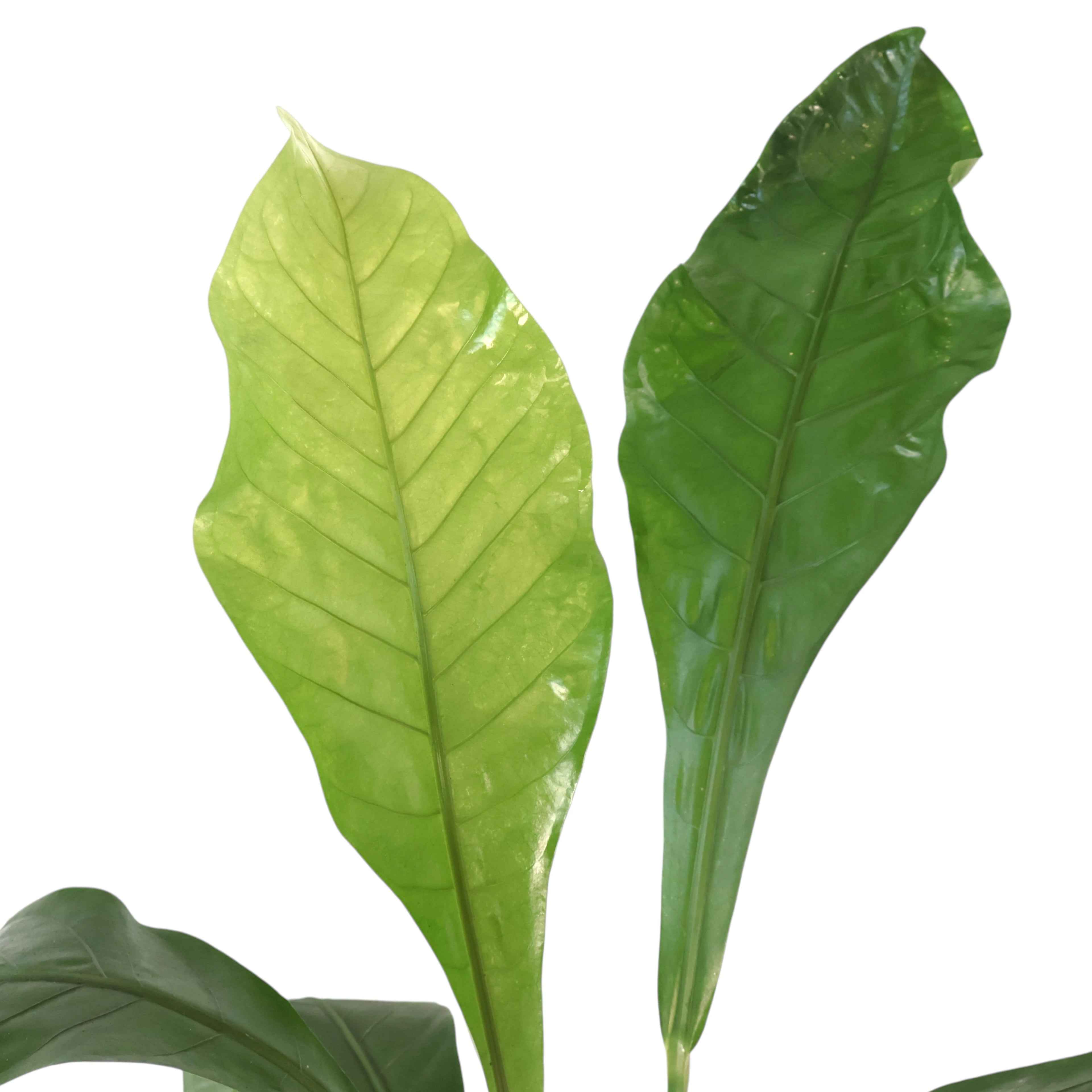 Anthurium Hookeri 140mm