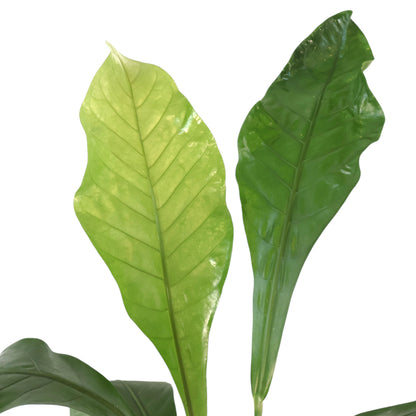 Anthurium Hookeri 140mm