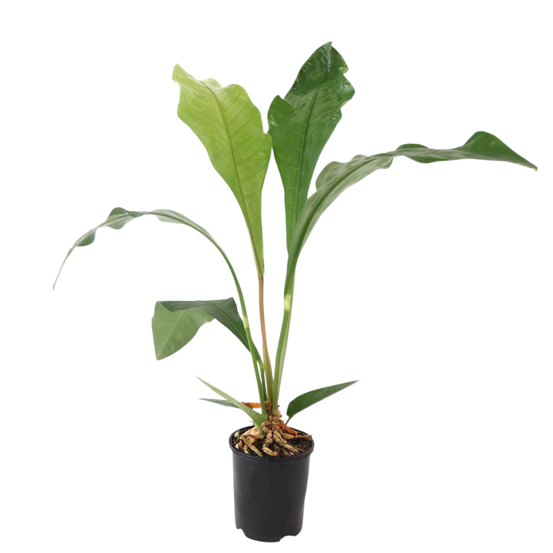 Anthurium Hookeri 140mm