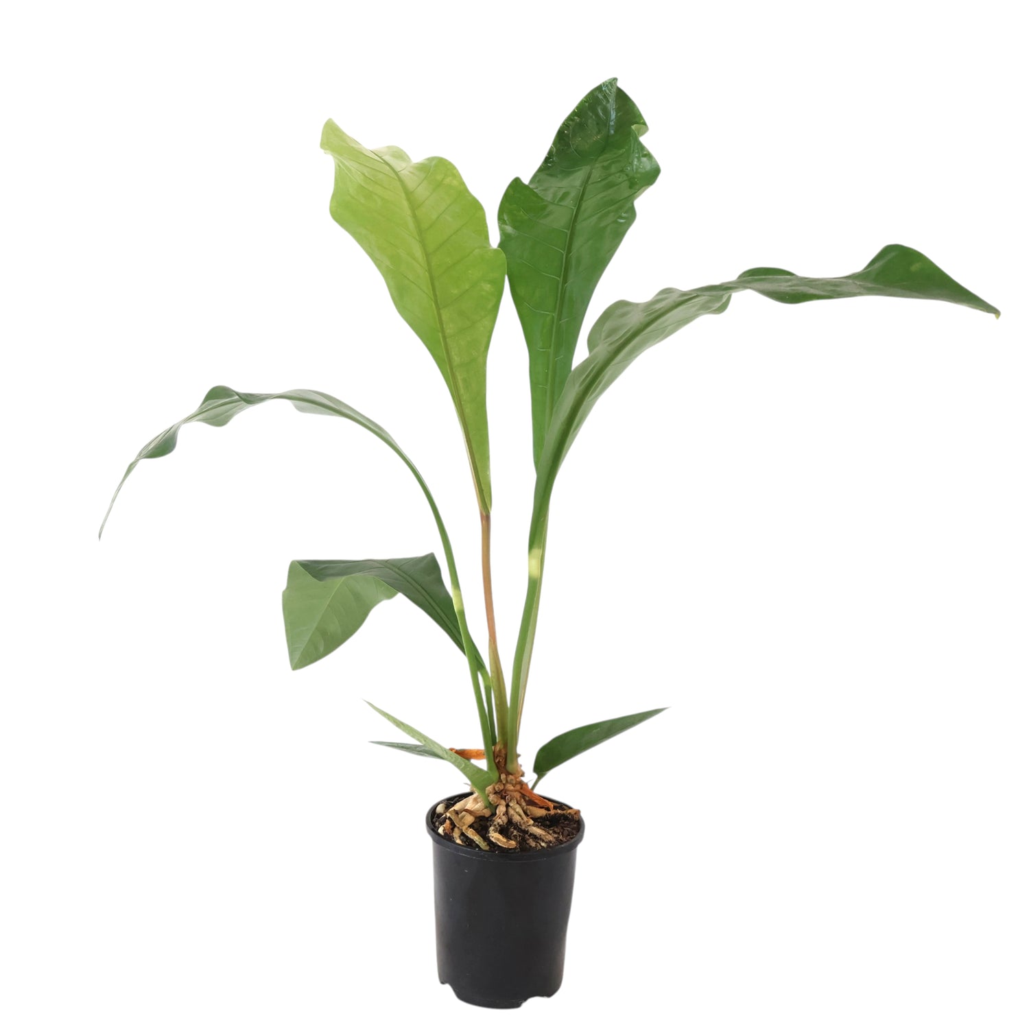 Anthurium Hookeri 140mm