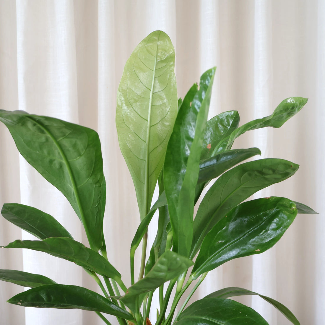 Anthurium Jungle Bush 140mm