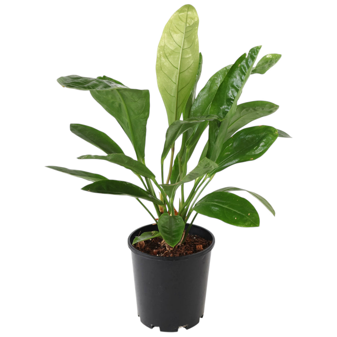 Anthurium Jungle Bush 180mm