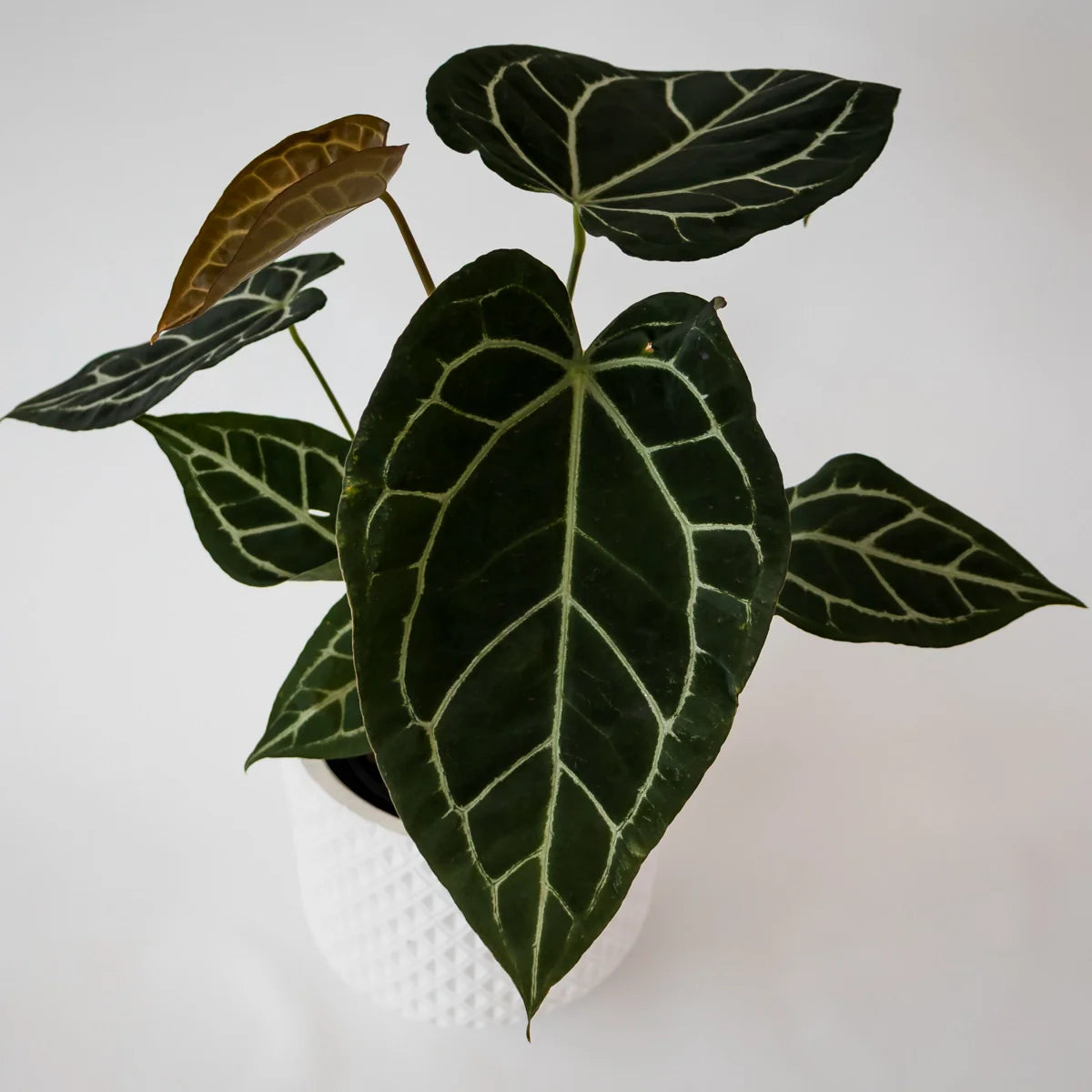Anthurium Crystallanium 140mm
