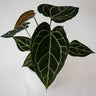 Anthurium Crystallanium 140mm