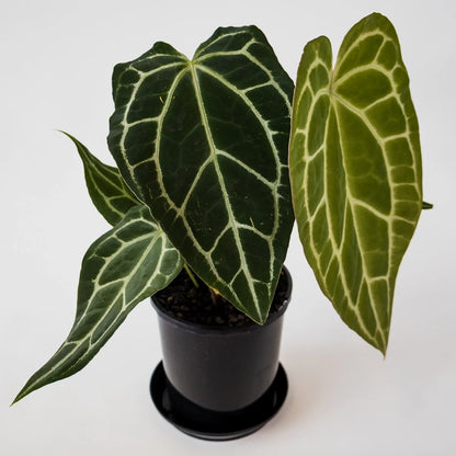 Anthurium Crystallanium 140mm