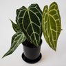 Anthurium Crystallanium 140mm