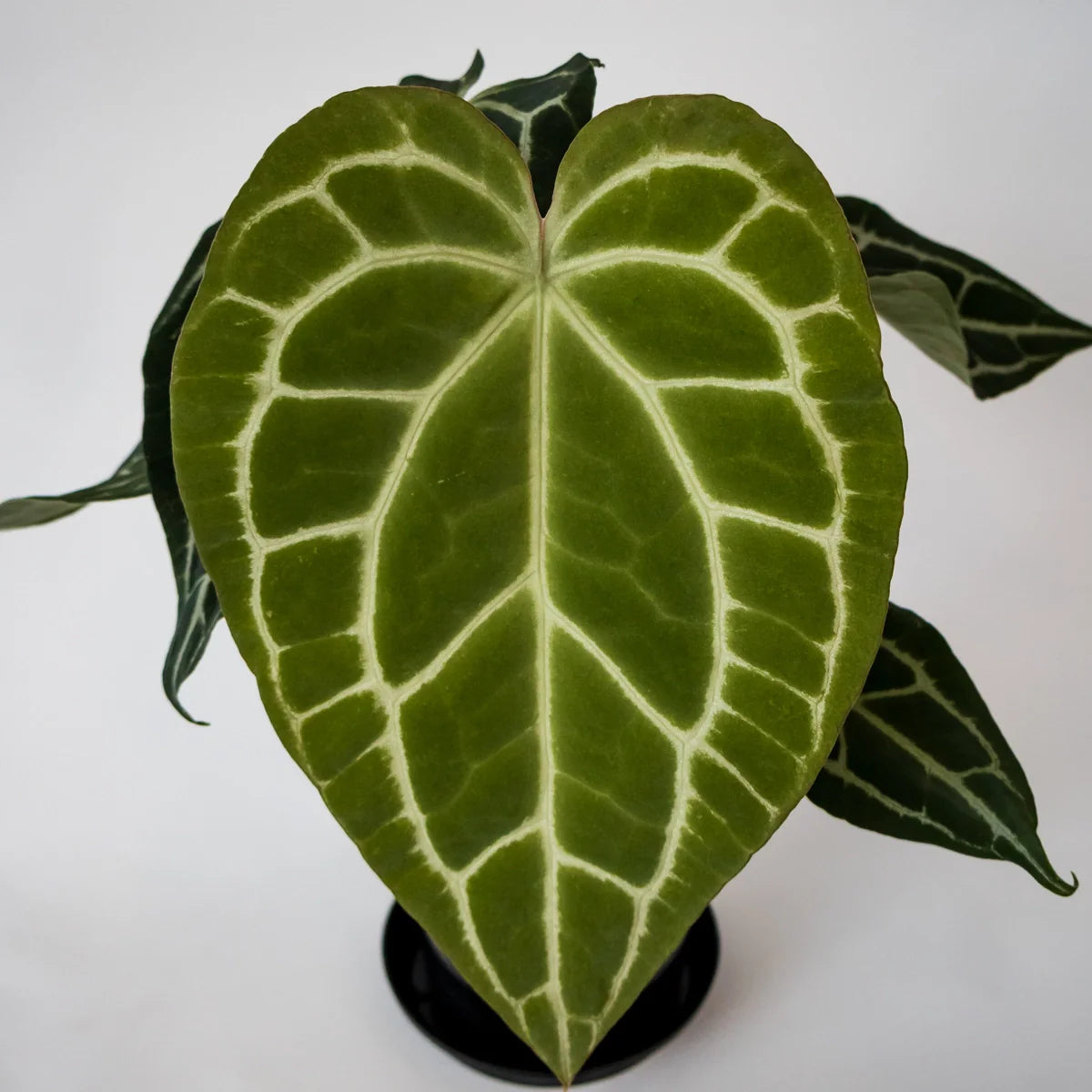 Anthurium Crystallanium 140mm