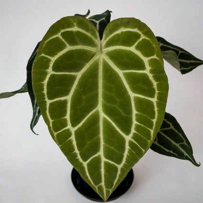 Anthurium Crystallanium 140mm