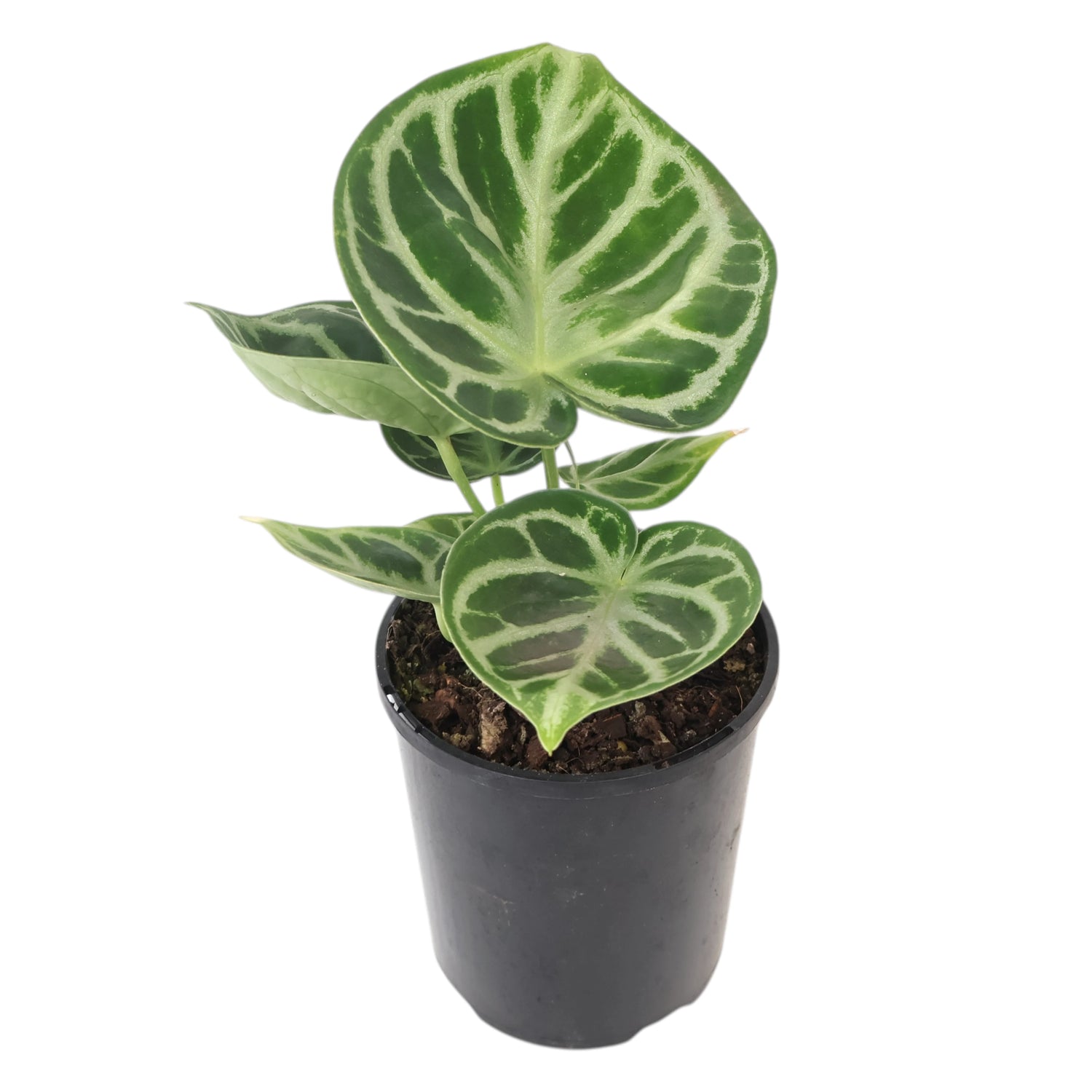 Anthurium Crystallinium Dorayaki 125mm