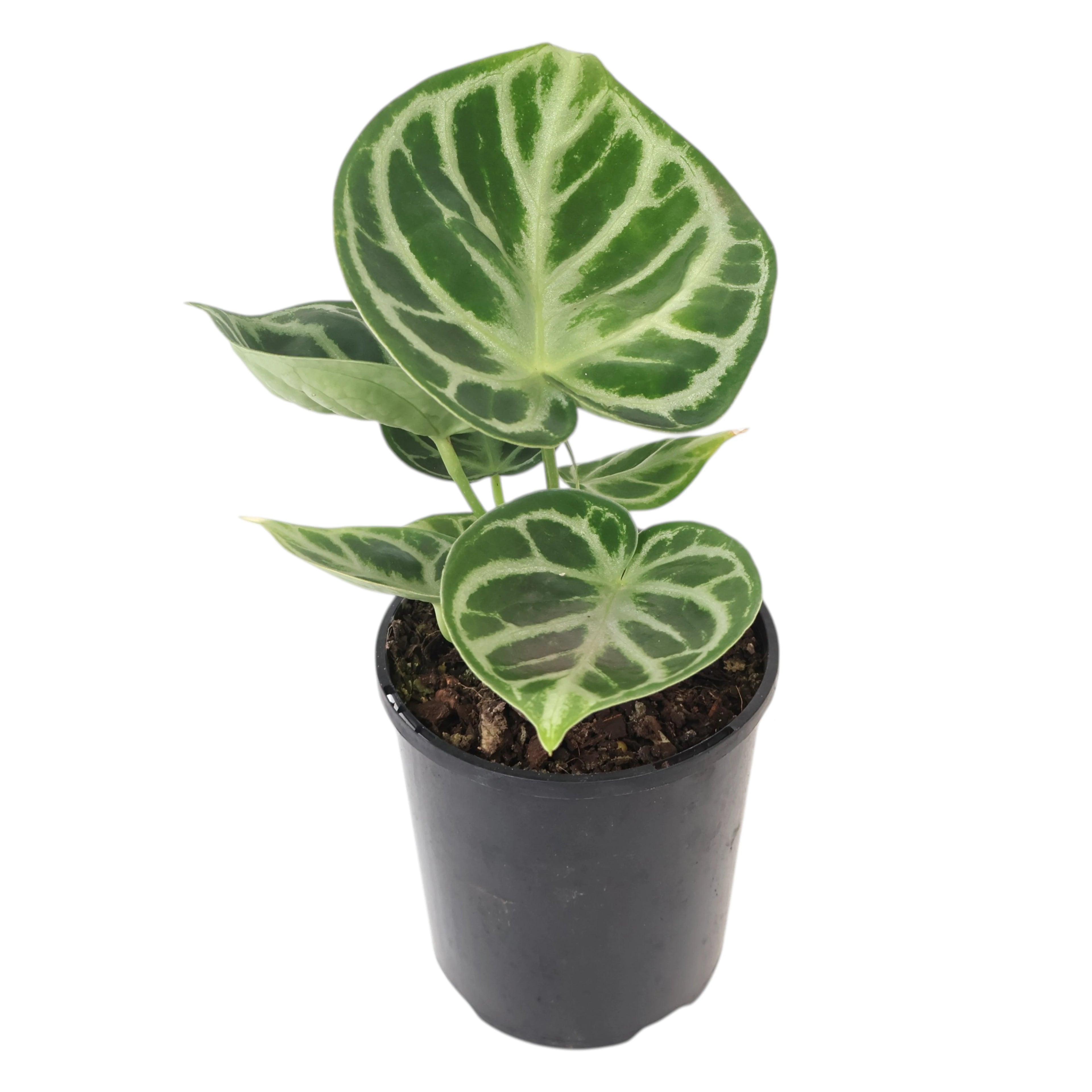 Anthurium Crystallinium Dorayaki 125mm
