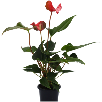 Anthurium Assorted 90mm