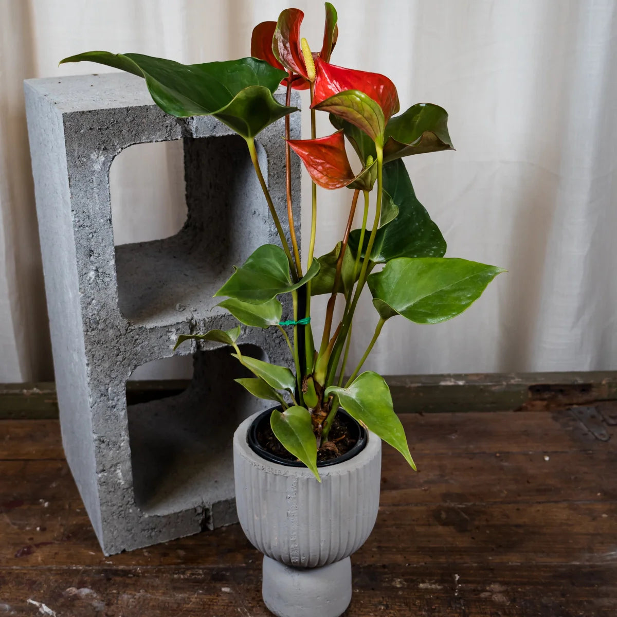 Anthurium Dynamite Red 90mm