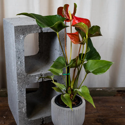 Anthurium Dynamite Red 90mm