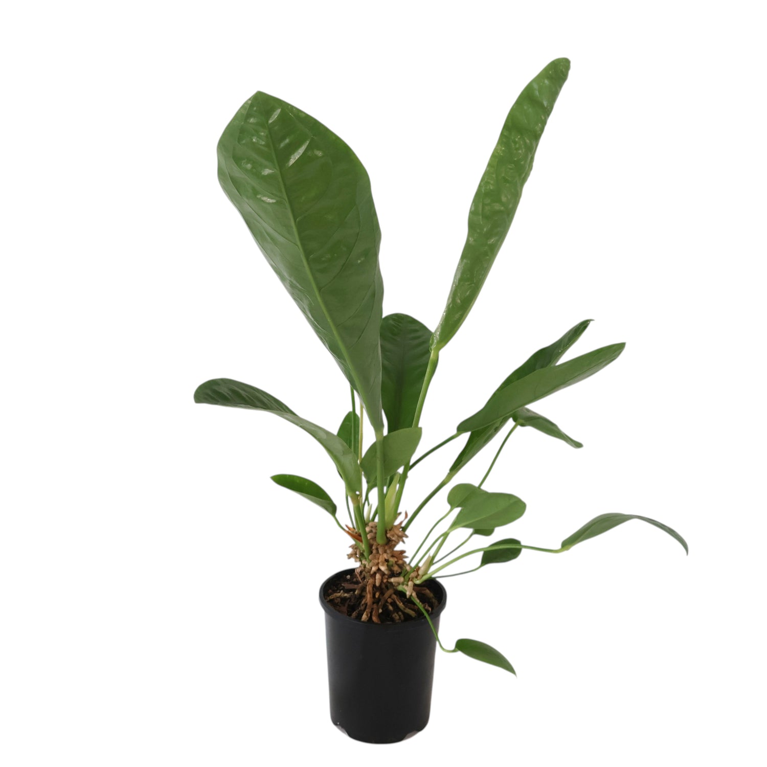 Anthurium Jungle Bush 140mm