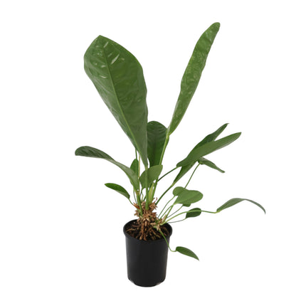 Anthurium Jungle Bush 140mm