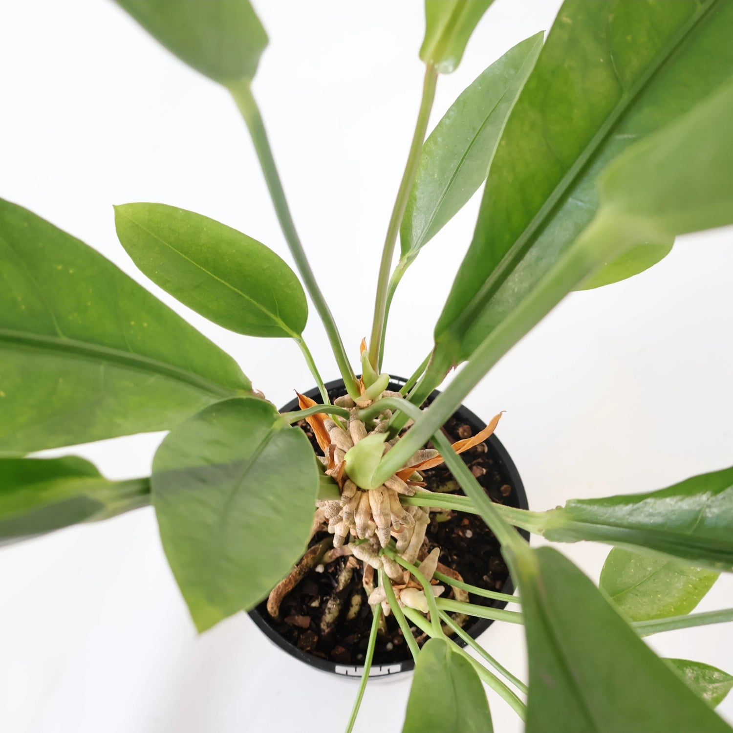 Anthurium Jungle Bush 140mm