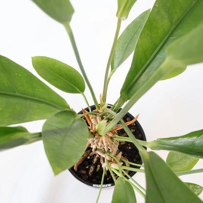 Anthurium Jungle Bush 140mm